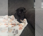 Puppy Black Male Pug