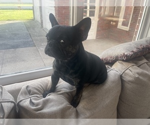 French Bulldog Puppy for sale in SCOTIA, NY, USA