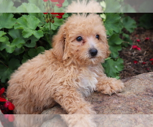 Bichpoo Puppy for sale in SHILOH, OH, USA