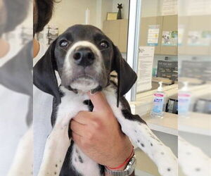 German Shorthaired Pointer-Great Dane Mix Dogs for adoption in San Antonio, TX, USA