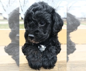 Poodle (Miniature) Puppy for sale in CADIZ, KY, USA