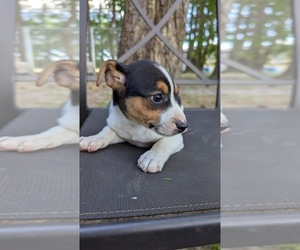 Rat Terrier Puppy for sale in WHITAKERS, NC, USA