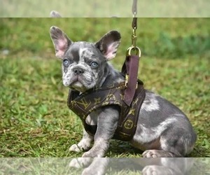 French Bull Weiner Puppy for sale in Adamovec, City of Zagreb, Croatia