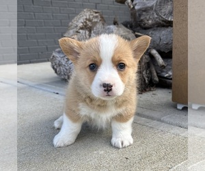 Pembroke Welsh Corgi Puppy for sale in FRANKLIN, IN, USA