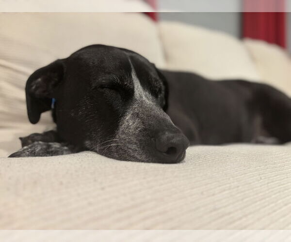 Medium Photo #8 Mutt Puppy For Sale in Rockaway, NJ, USA