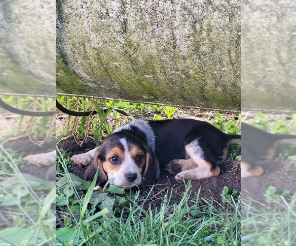 Medium Photo #4 Beagle Puppy For Sale in FENNIMORE, WI, USA