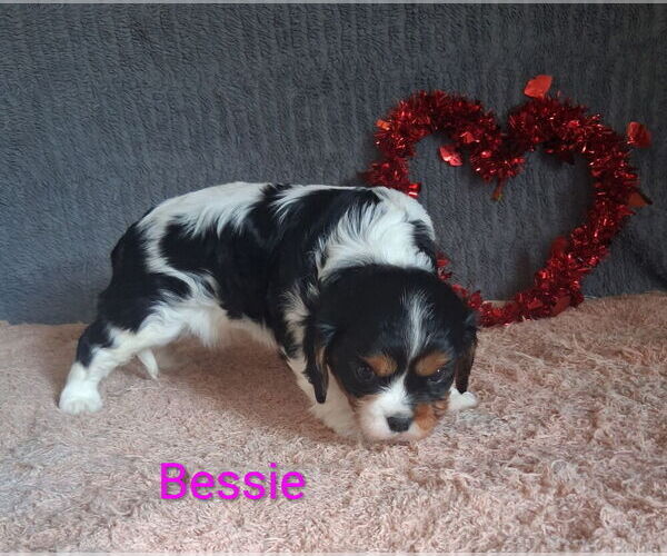 Medium Photo #3 Cavalier King Charles Spaniel Puppy For Sale in MOUNT PLEASANT, MI, USA
