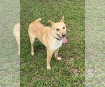 Small #2 Labrador Retriever Mix