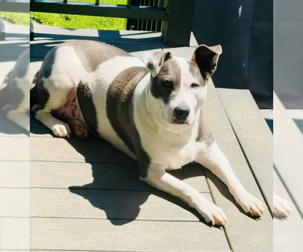 Medium Photo #3 American Pit Bull Terrier-Unknown Mix Puppy For Sale in Germantown, OH, USA
