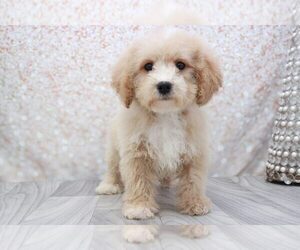 Poochon Puppy for sale in MARIETTA, GA, USA