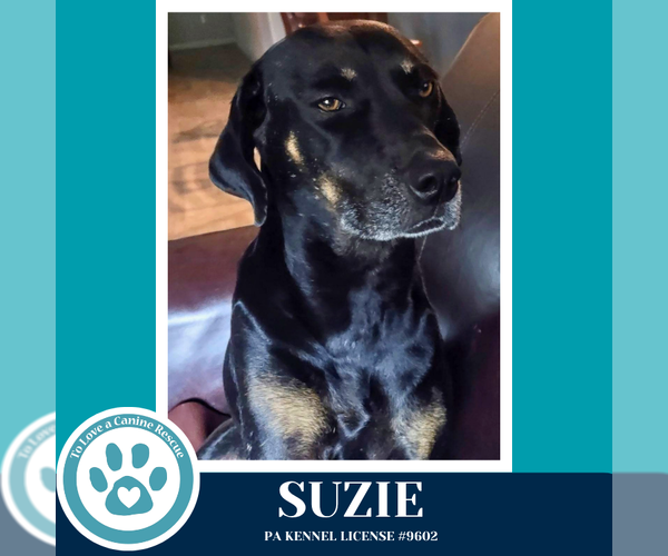 Medium Photo #2 Labrador Retriever-Unknown Mix Puppy For Sale in Kimberton, PA, USA