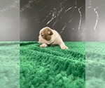 Small Photo #15 Boston Terrier Puppy For Sale in TULARE, CA, USA