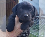 Puppy BLACK FEMALE Labrador Retriever