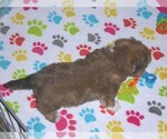 Small #1 Poovanese