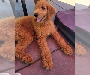 Goldendoodle Puppy for sale in SALISBURY, NC, USA