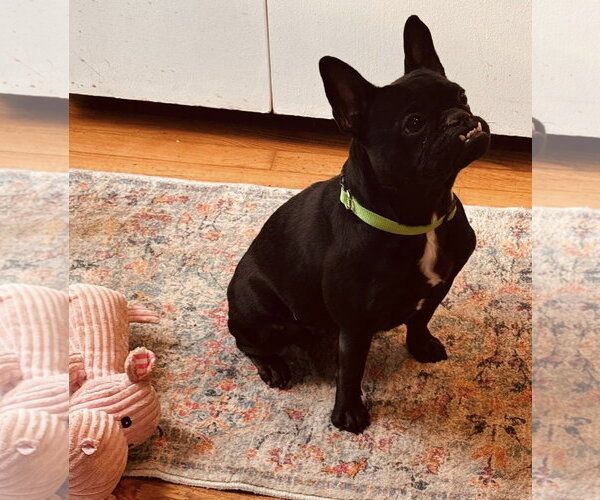 Medium Photo #2 French Bulldog-Unknown Mix Puppy For Sale in Clarkston, MI, USA