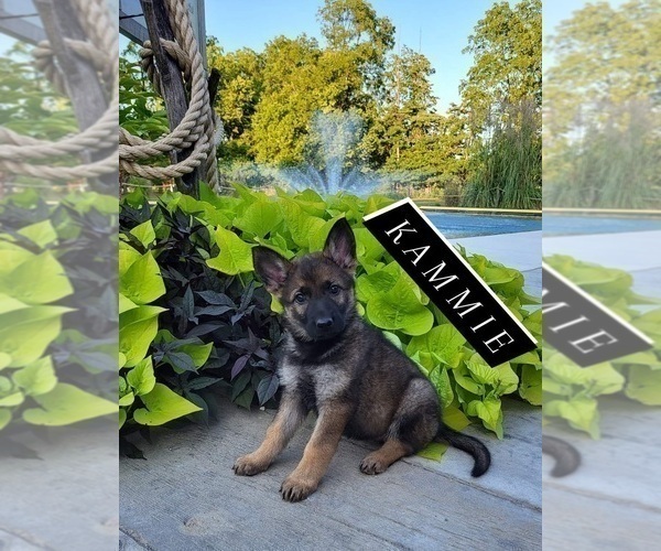 Medium Photo #1 German Shepherd Dog Puppy For Sale in LAGRANGE, IN, USA