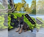 Small Photo #1 German Shepherd Dog Puppy For Sale in LAGRANGE, IN, USA