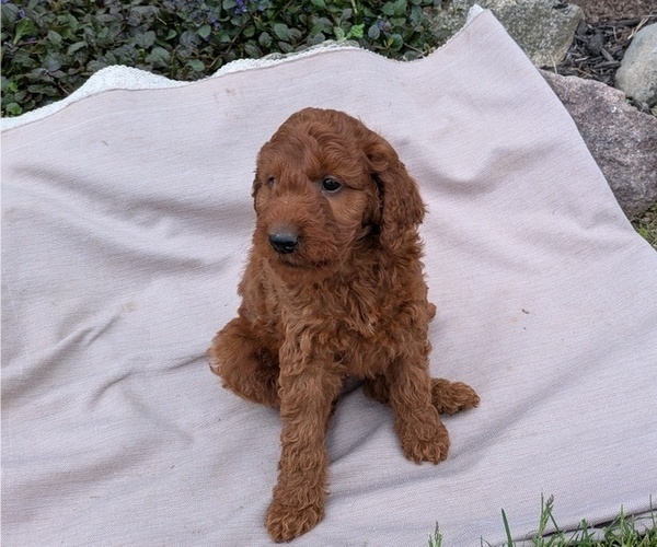 Medium Photo #6 Irish Doodle Puppy For Sale in GOSHEN, IN, USA