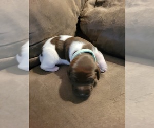 German Shorthaired Pointer Puppy for sale in HAYWARD, WI, USA
