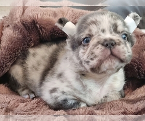 French Bulldog Puppy for sale in BOSTON, MA, USA