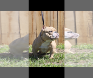 Mother of the American Bully puppies born on 05/11/2023