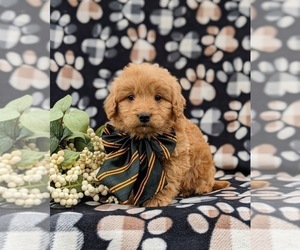 Goldendoodle (Miniature) Puppy for sale in QUARRYVILLE, PA, USA
