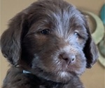 Small Photo #17 Labradoodle Puppy For Sale in PUEBLO, CO, USA