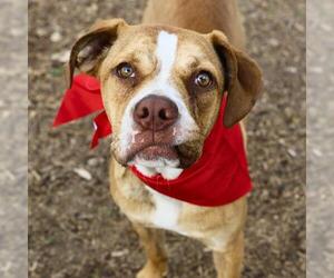 American Staffordshire Terrier-Unknown Mix Dogs for adoption in San Antonio, TX, USA