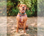 Small #16 American Staffordshire Terrier