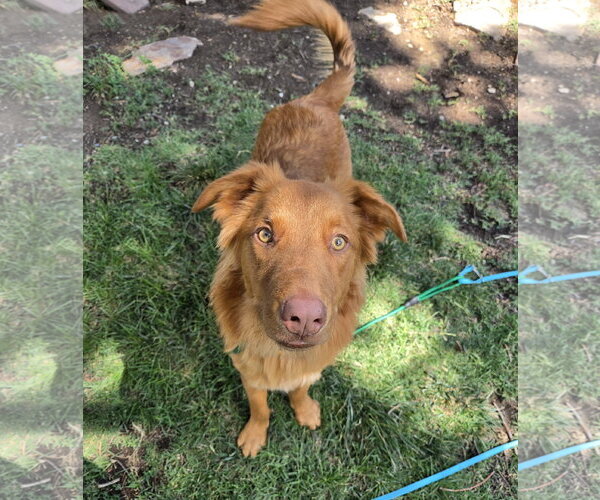 Medium Photo #7 Retriever -Unknown Mix Puppy For Sale in Sandy, UT, USA