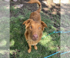 Weiser - Male Retriever -Unknown Mix Dog for Adoption - Photo #7