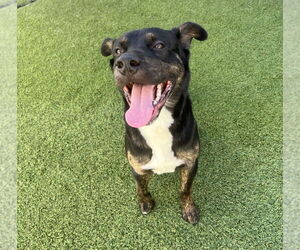 Zeus formerly Bentley - Male Mutt Dog for Adoption - Photo #3