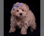 Small Photo #113 Maltipoo (Miniature) Puppy For Sale in WARSAW, IN, USA