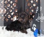 Small #2 YorkiePoo