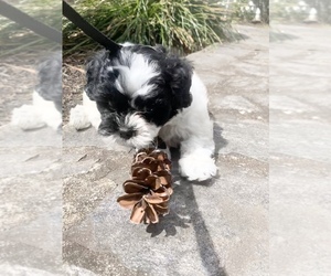 Shih-Poo Puppy for sale in SPRINGFIELD, NJ, USA