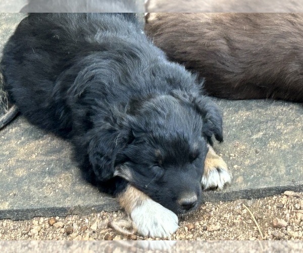 Medium Photo #10 Australian Shepherd Puppy For Sale in BAILEY, CO, USA