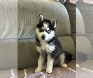 Pomsky Puppy for sale in ROSEVILLE, MI, USA