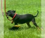 Small #1 Mutt