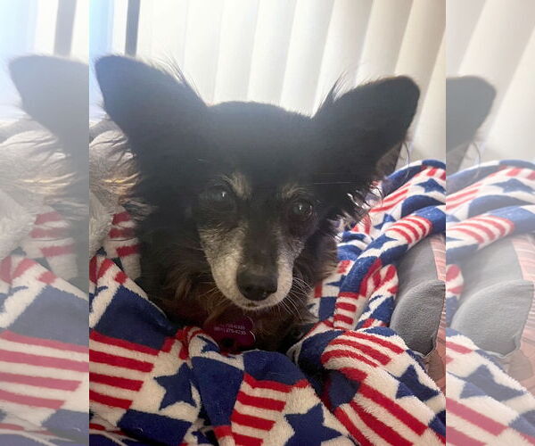 Medium Photo #2 Chihuahua-Unknown Mix Puppy For Sale in Corona, CA, USA