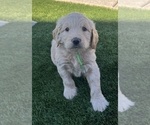 Small #15 Goldendoodle