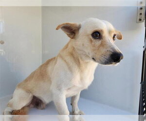 Cardigan Welsh Corgi-Unknown Mix Dogs for adoption in Houston, TX, USA