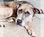 Small #1 Mutt