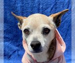 Small Photo #3 Chihuahua Puppy For Sale in Newport Beach, CA, USA