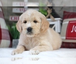 Small Photo #6 Goldendoodle Puppy For Sale in WEST PLAINS, MO, USA