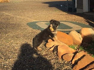 German Shepherd Dog Puppy for sale in BATTLE GROUND, WA, USA