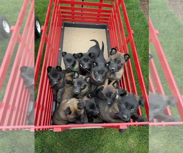 Medium Photo #2 Belgian Malinois Puppy For Sale in RONKS, PA, USA