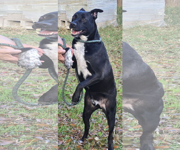Medium Photo #2 Labrador Retriever-Unknown Mix Puppy For Sale in Jackson, MS, USA