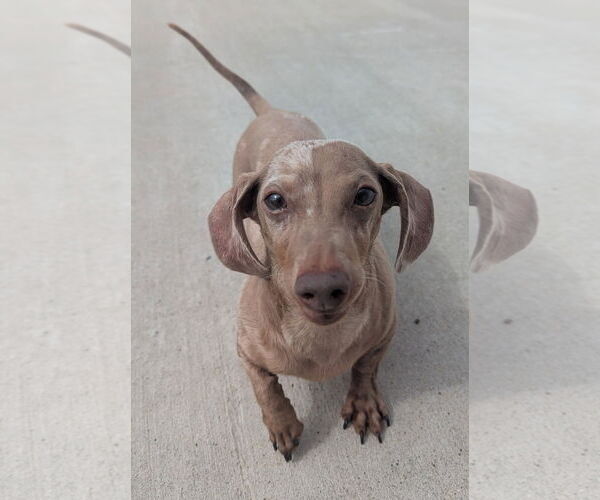Medium Photo #2 Dachshund Puppy For Sale in Shelbyville, TN, USA