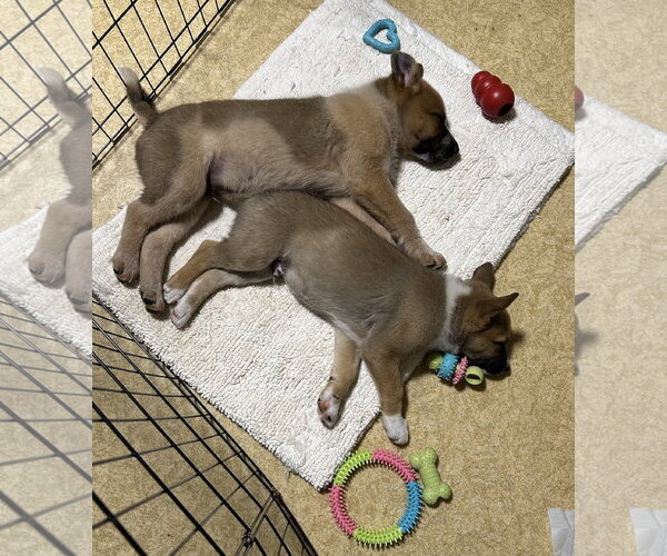 Medium Photo #4 Mutt Puppy For Sale in Garden City, NY, USA